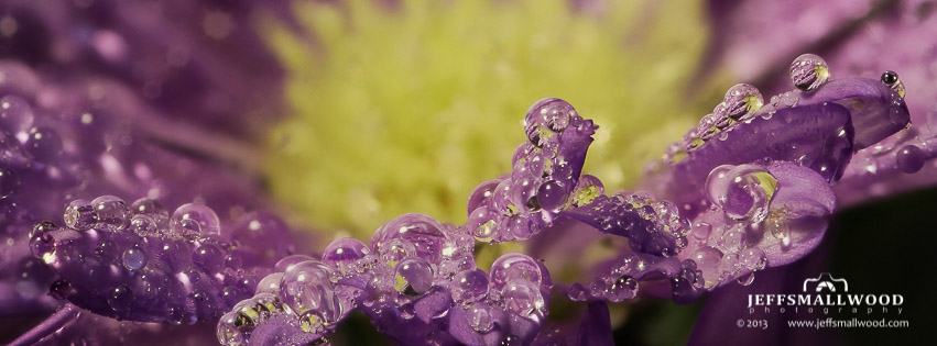 Petal Water Drops