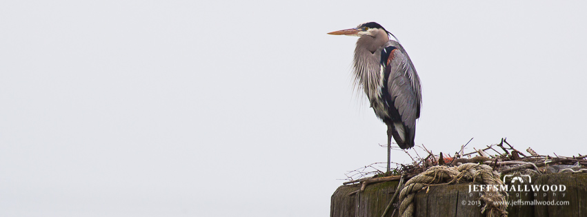 Blue Heron on Watch