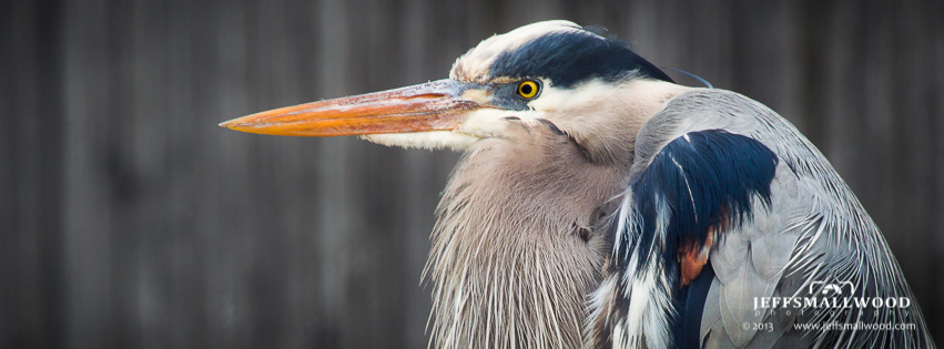 The Quiet Heron