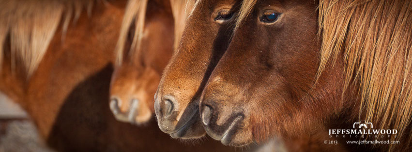 Assateage Horses