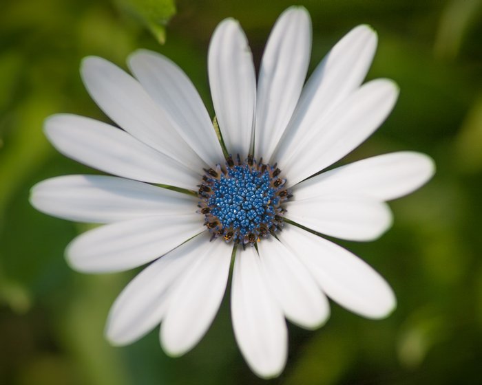 Click to view full screen - Flower Explosion