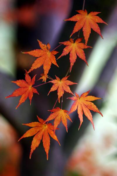 Click to view full screen - Fall Fireworks