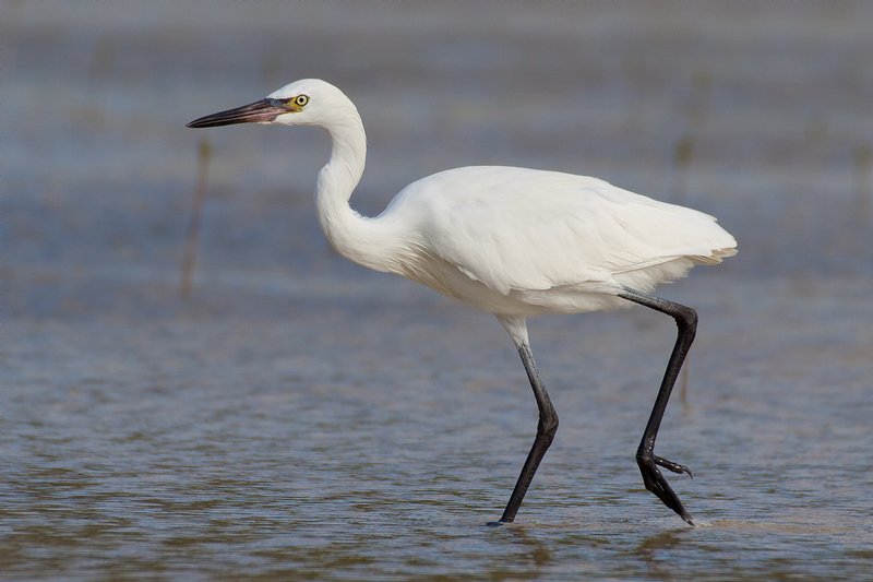 Click to view full screen - Little Egret (Egretta garzetta)