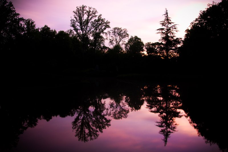 Click to view full screen - Purple in the Park