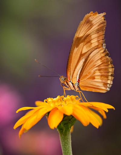 Click to view full screen - Julia Longwing (Dryas julia)