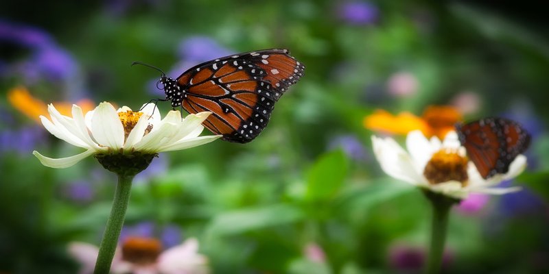 Click to view full screen - Synchronized Fluttering