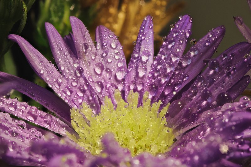 Click to view full screen - Dew Drops Do Drop