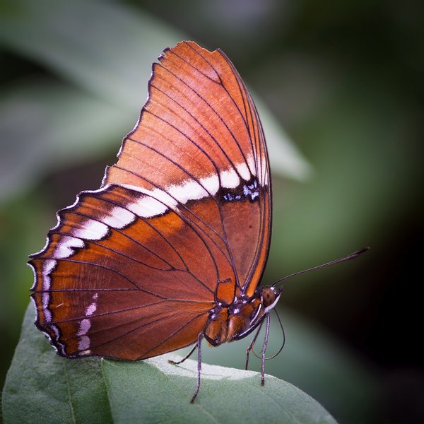 Click to view full screen - Rusty-tipped Page (Siproeta epaphus)