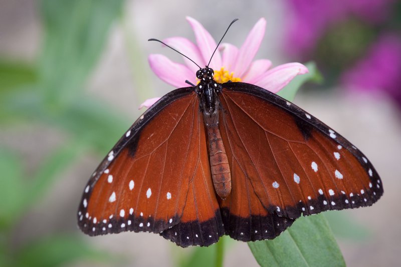 Click to view full screen - The Queen (Danaus gilippus)