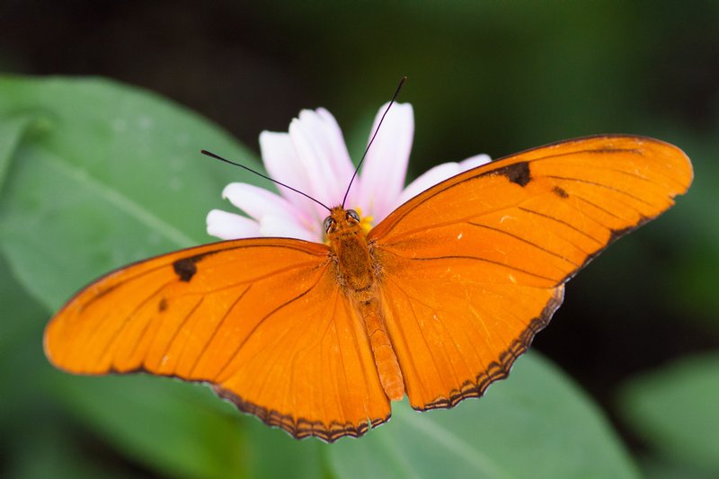 Click to view full screen - Julia Longwing (Dryas julia)