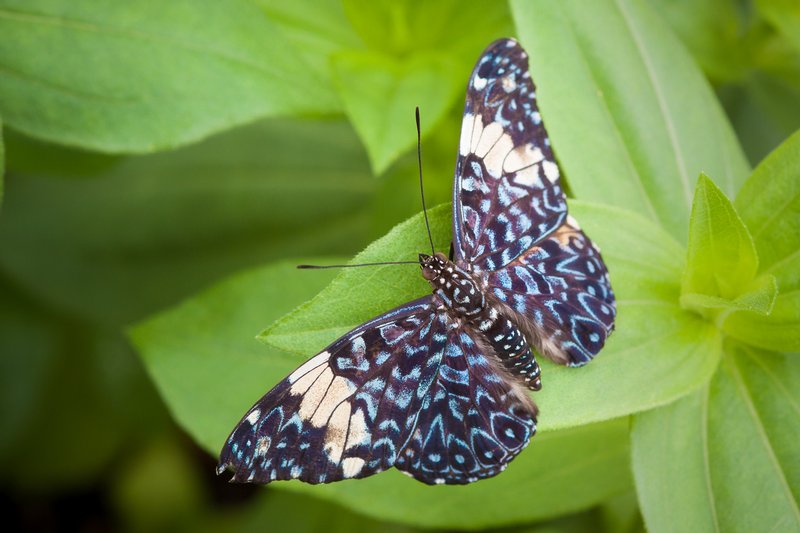 Click to view full screen - Red Cracker (Hamadryas amphinome)