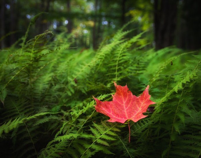 Click to view full screen - An Early Autumn Breeze