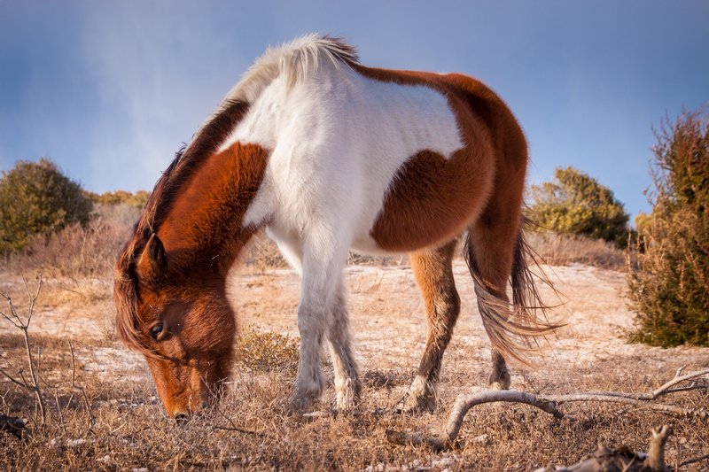 Click to view full screen - Assateague Beauty