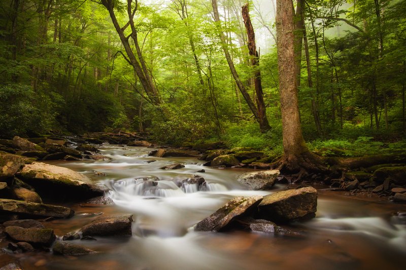 Click to view full screen - A Walk in the Woods